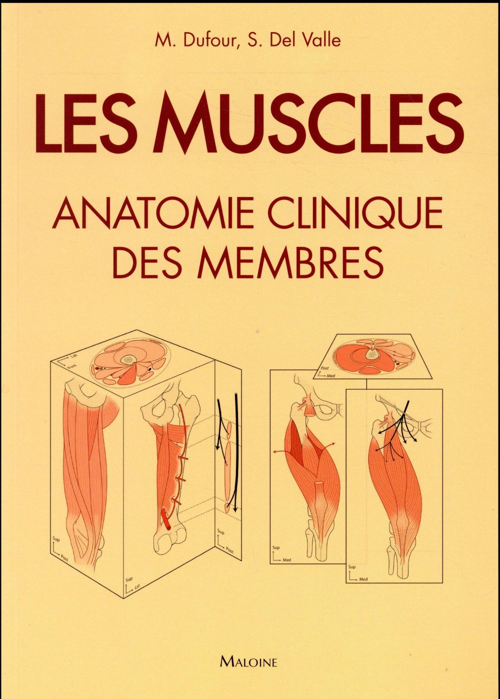 Les muscles. Anatomie clinique des membres