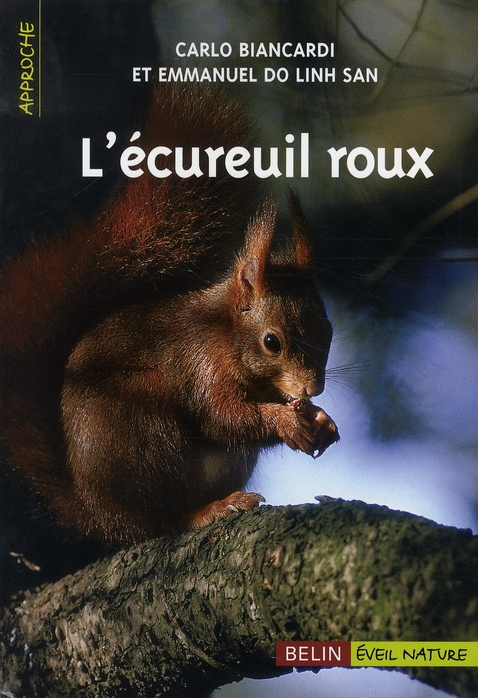 L'écureuil roux