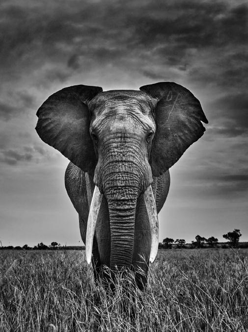 Mémoires d'éléphant