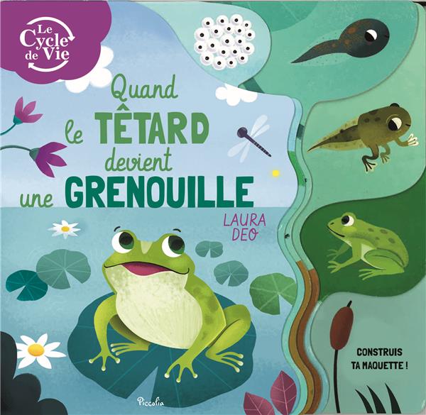 Quand le têtard devient grenouille
