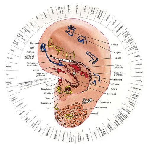 Le révélateur. Ressemblance oreille, foetus