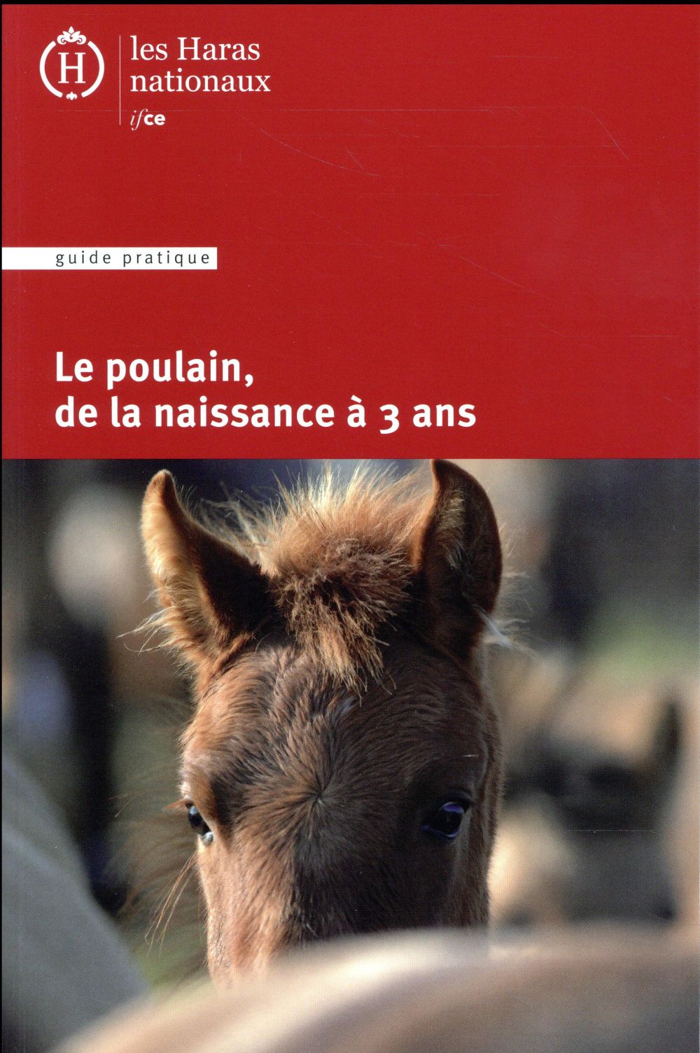 Le poulain, de la naissance à 3 ans