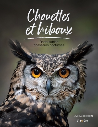 Chouettes et hiboux. Redoutables chasseurs nocturnes
