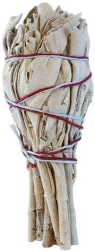 SAUGE BLANCHE PURIFICATRICE SALVIA APIANA - PETIT