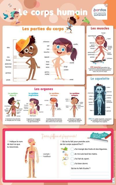 Le corps humain. Avec des zones effaçables pour s'entraîner