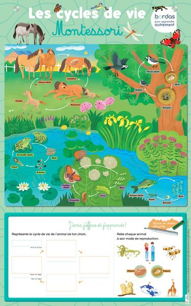 LES POSTERS EFFACABLES - LES CYCLES DE VIE MONTESSORI