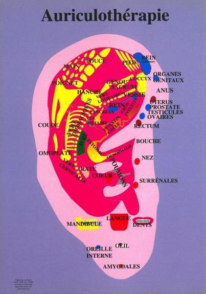 Planche Auriculothérapie - 17x24 cm