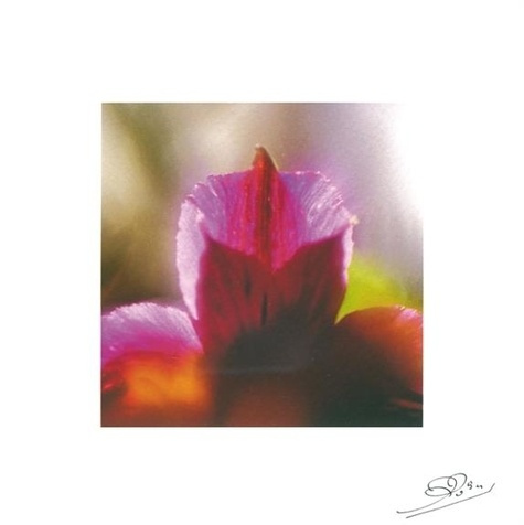 LOT DE 10 CARTES - ALSTROMERE VIOLETTE N 2