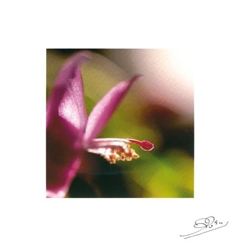 LOT DE 10 CARTES - EPIPHILIUM VIOLETTE