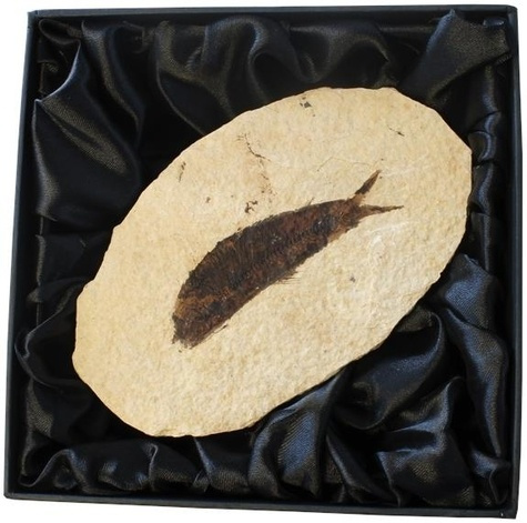 FOSSILE DE KNIGHTIA ALTA - MOYEN MODELE