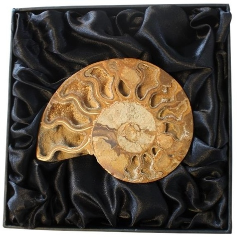 FOSSILE D'AMMONITE - MOYEN MODELE