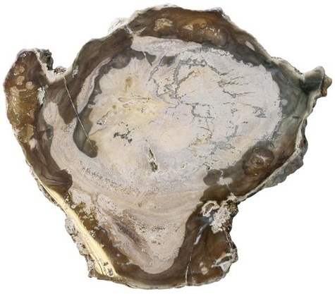 Fossile de bois pétrifié - Moyen modèle