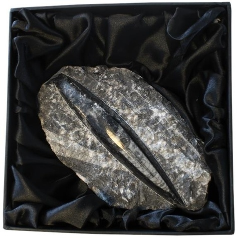 FOSSILE ORTHOCERAS - MOYEN MODELE