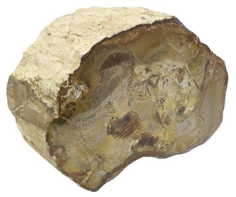 BOIS FOSSILE/SILICIFIE UNE FACE POLIE - ENTRE 300 - 400 GR