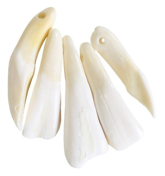 DENT DE BUFFLE - LOT DE 5