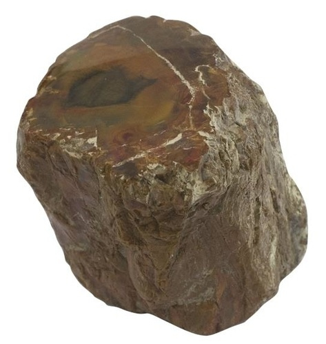 BOIS FOSSILE/SILICIFIE UNE FACE POLIE - ENTRE 200 - 300 GR