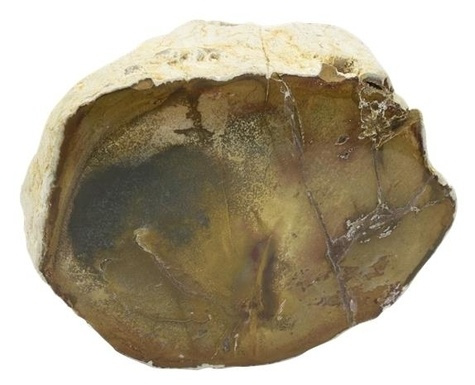 BOIS FOSSILE/SILICIFIE UNE FACE POLIE - ENTRE 500 - 600 GR