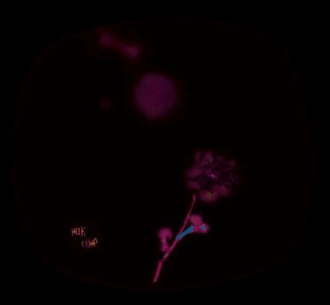 PORTE-ENCENS PORCELAINE - FLEUR