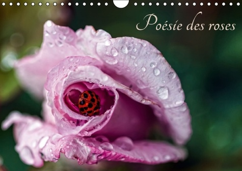 POESIE DES ROSES CALENDRIER MURAL 2016 DIN A4 HORIZONTAL