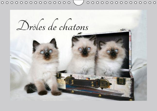 DROLES DE CHATONS CALENDRIER MURAL 2016 DIN A4 HORIZONTAL