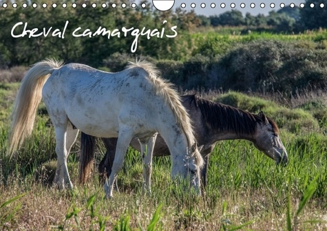 CHEVAL CAMARGUAIS CALENDRIER MURAL 2016 DIN A4 HORIZONTAL