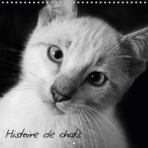 PHOTOS DE CHATS TOUS PLUS CRAQ
