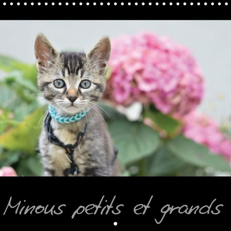 MINOUS PETITS ET GRANDS CALENDRIER MURAL 2018 300 300 MM SQU - CALENDRIER SUR LES CHATS CALEN