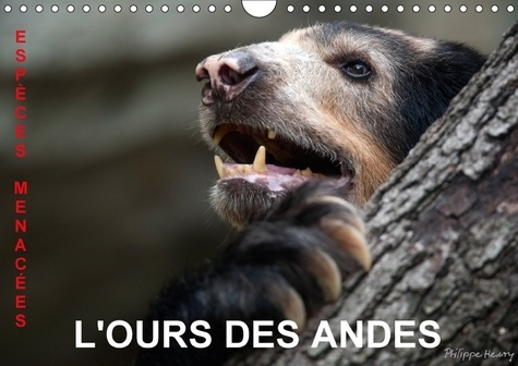 L OURS DES ANDES ESPECES MENACEES CALENDRIER MURAL 2018 DIN - SUR LA PISTE DE L OURS DES AND