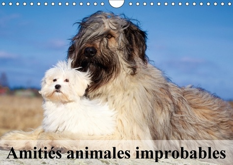 AMITIES ANIMALES IMPROBABLES CALENDRIER MURAL 2018 DIN A4 HO - MERVEILLEUSES AMITIES DU MONDE