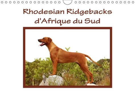 RHODESIAN RIDGEBACKS PHOTOGRAP