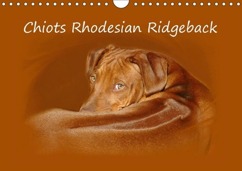 CHIOTS RHODESIAN RIDGEBACK CALENDRIER MURAL 2018 DIN A4 HORI - PHOTOGRAPHIES DE CHIOTS DE RHO