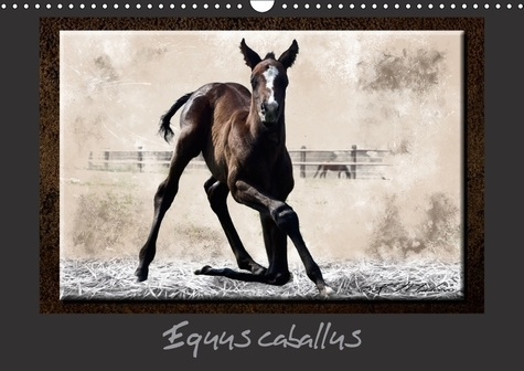 EQUUS CABALLUS CALENDRIER MURAL 2018 DIN A3 HORIZONTAL - CHEVAL ET EQUIPEMENT CALENDRIE