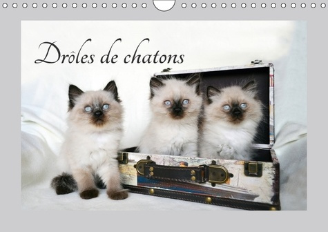 DROLES DE CHATONS CALENDRIER MURAL 2018 DIN A4 HORIZONTAL - ILS VOUS DONNERONT LE SOURIRE