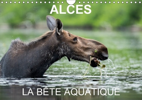 ALCES LA BETE AQUATIQUE CALENDRIER MURAL 2018 DIN A4 HORIZON - 13 PHOTOS D ORIGNAUX DANS LEUR
