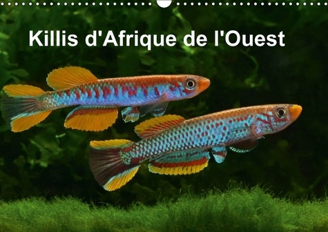 KILLIS D AFRIQUE DE L OUEST CALENDRIER MURAL 2018 DIN A3 HOR - POISSONS COLORES CALENDRIER ME