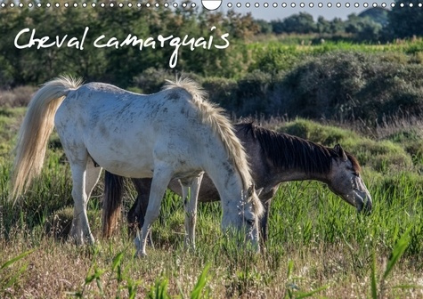 CHEVAL CAMARGUAIS CALENDRIER MURAL 2018 DIN A3 HORIZONTAL - LA BEAUTE DU CHEVAL SEMI SAUVA