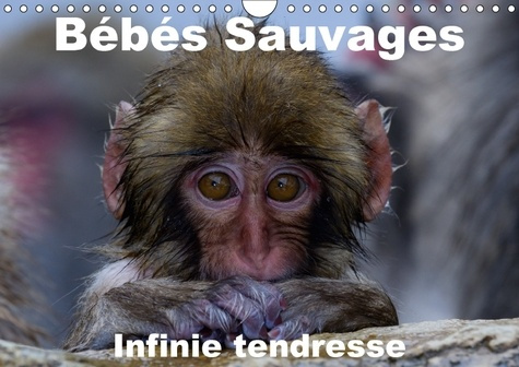 BEBES SAUVAGES INFINIE TENDRESSE CALENDRIER MURAL 2018 DIN A - BEBES MAMIFERES DANS LEUR ENVI