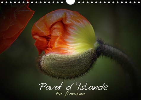 PAVOT D ISLANDE EN FLORAISON CALENDRIER MURAL 2018 DIN A4 HO - LE PAVOT D ISLANDE DEPUIS LE B