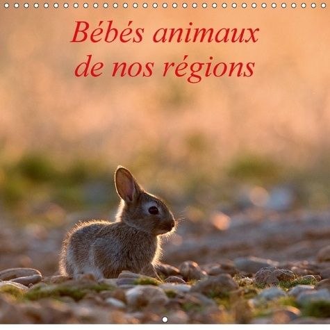 BEBES ANIMAUX DE NOS REGIONS CALENDRIER MURAL 2018 300 300 M - L INSOUCIANCE DES BEBES ANIMAU