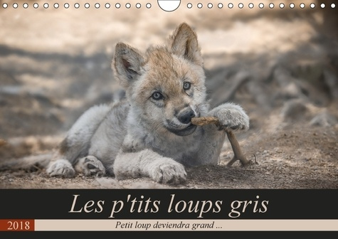 LES P TITS LOUPS GRIS CALENDRIER MURAL 2018 DIN A4 HORIZONTA - PETIT LOUP DEVIENDRA GRAND CAL