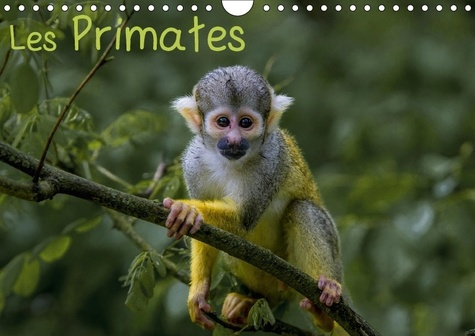 LES PRIMATES CALENDRIER MURAL 2018 DIN A4 HORIZONTAL - RETROUVEZ LES PORTRAITS DES PR