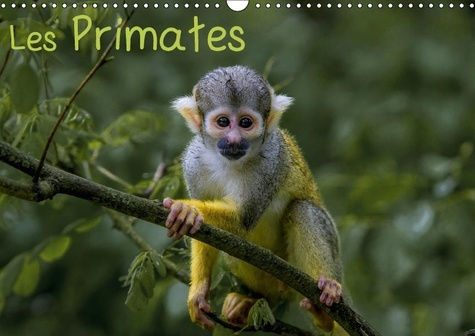 LES PRIMATES CALENDRIER MURAL 2018 DIN A3 HORIZONTAL - RETROUVEZ LES PORTRAITS DES PR