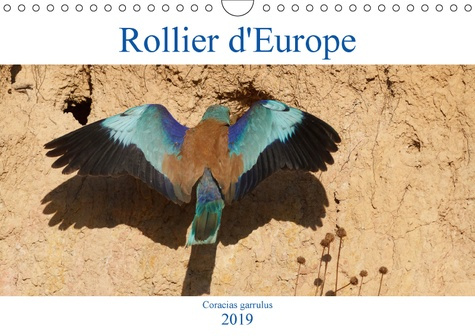 ROLLIER D'EUROPE (CORACIAS GARRULUS) (CALENDRIER MURAL 2019 DIN A4 HORIZONTAL) - DECOUVREZ LE ROLLIE