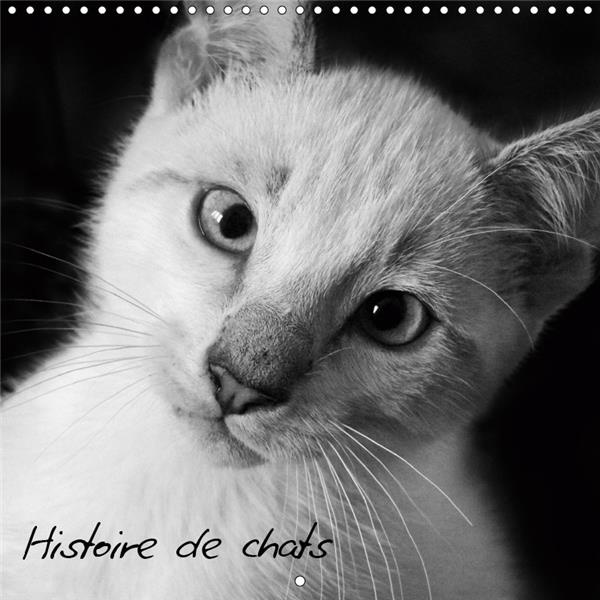 HISTOIRE DE CHATS (CALENDRIER MURAL 2019 300 * 300 MM SQUARE) - PHOTOS DE CHATS TOUS PLUS CRAQUANTS