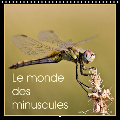 LE MONDE DES MINUSCULES (CALENDRIER MURAL 2019 300 * 300 MM SQUARE) - MISE EN BEAUTE DES ARTHROPODES