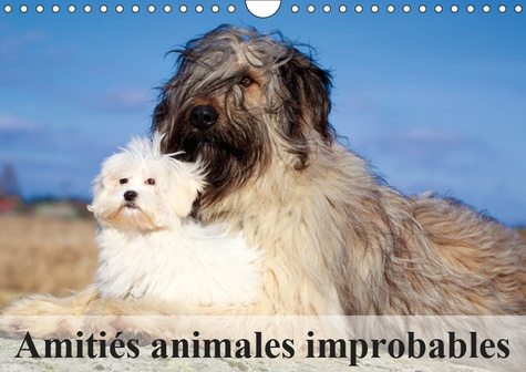 AMITIES ANIMALES IMPROBABLES (CALENDRIER MURAL 2019 DIN A4 HORIZONTAL) - MERVEILLEUSES AMITIES DU MO