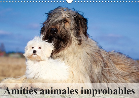 AMITIES ANIMALES IMPROBABLES (CALENDRIER MURAL 2019 DIN A3 HORIZONTAL) - MERVEILLEUSES AMITIES DU MO