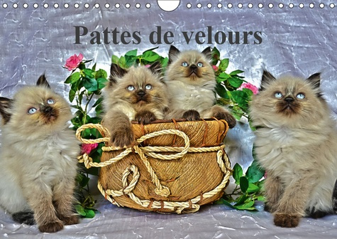PATTES DE VELOURS (CALENDRIER MURAL 2019 DIN A4 HORIZONTAL) - SEANCE PHOTOS DE CHATONS (CALENDRIER M
