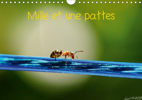 MILLE ET UNE PATTES (CALENDRIER MURAL 2019 DIN A4 HORIZONTAL) - PHOTOGRAPHIE D'INSECTES (CALENDRIER