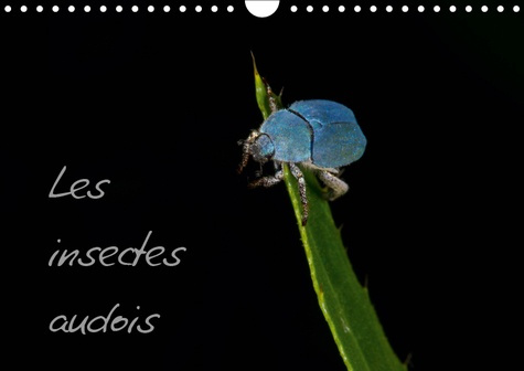 LES INSECTES AUDOIS (CALENDRIER MURAL 2019 DIN A4 HORIZONTAL) - PHOTOGRAPHIES D'INSECTES DU DEPARTEM